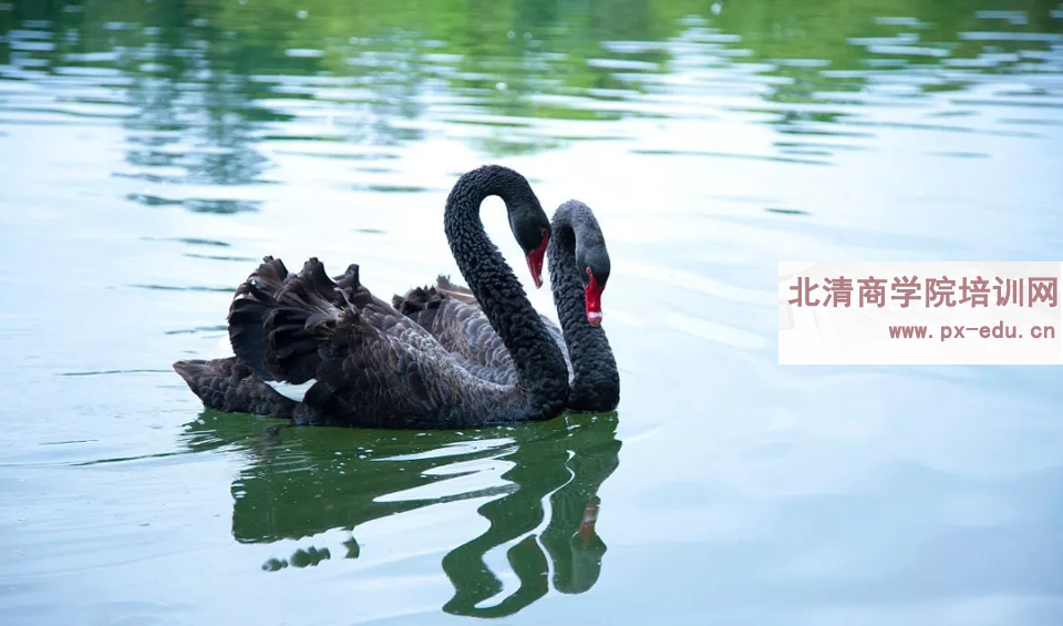 天鹅湖参观